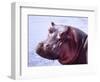 Large Hippo Portrait, Tanzania-David Northcott-Framed Photographic Print