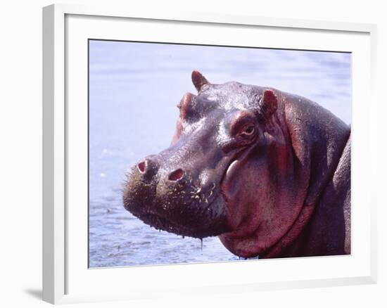 Large Hippo Portrait, Tanzania-David Northcott-Framed Photographic Print