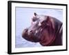 Large Hippo Portrait, Tanzania-David Northcott-Framed Photographic Print