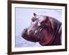 Large Hippo Portrait, Tanzania-David Northcott-Framed Photographic Print