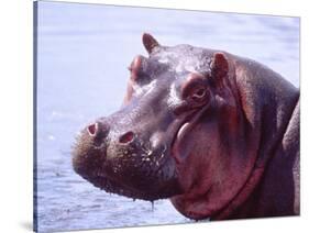 Large Hippo Portrait, Tanzania-David Northcott-Stretched Canvas