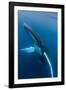 Large humpback whale ascends through the clear blue of the Silver Bank, Dominican Republic-James White-Framed Photographic Print