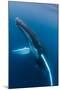 Large humpback whale ascends through the clear blue of the Silver Bank, Dominican Republic-James White-Mounted Photographic Print