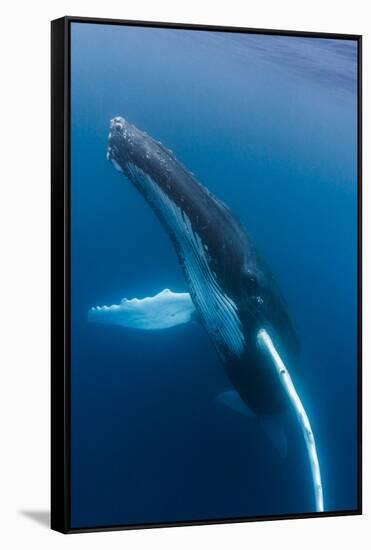 Large humpback whale ascends through the clear blue of the Silver Bank, Dominican Republic-James White-Framed Stretched Canvas