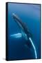 Large humpback whale ascends through the clear blue of the Silver Bank, Dominican Republic-James White-Framed Stretched Canvas