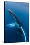 Large humpback whale ascends through the clear blue of the Silver Bank, Dominican Republic-James White-Stretched Canvas