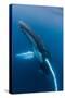 Large humpback whale ascends through the clear blue of the Silver Bank, Dominican Republic-James White-Stretched Canvas