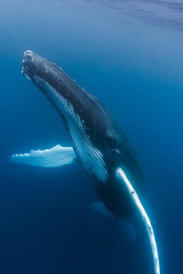 'Large humpback whale ascends through the clear blue of the Silver Bank ...