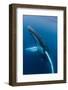 Large humpback whale ascends through the clear blue of the Silver Bank, Dominican Republic-James White-Framed Photographic Print