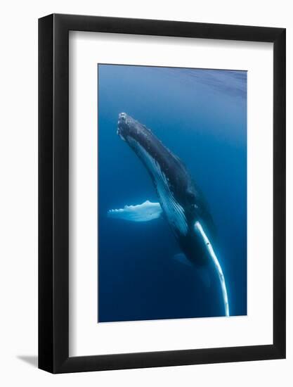 Large humpback whale ascends through the clear blue of the Silver Bank, Dominican Republic-James White-Framed Photographic Print