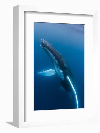 Large humpback whale ascends through the clear blue of the Silver Bank, Dominican Republic-James White-Framed Photographic Print