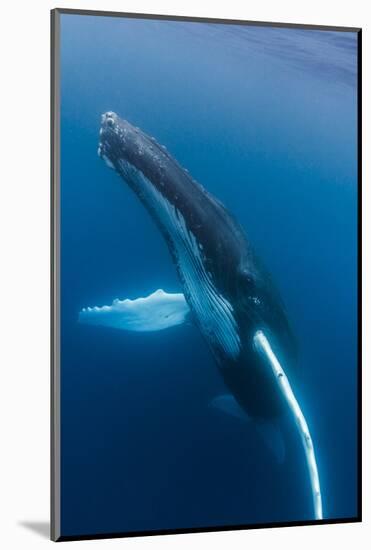 Large humpback whale ascends through the clear blue of the Silver Bank, Dominican Republic-James White-Mounted Photographic Print