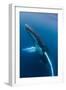 Large humpback whale ascends through the clear blue of the Silver Bank, Dominican Republic-James White-Framed Photographic Print