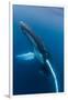 Large humpback whale ascends through the clear blue of the Silver Bank, Dominican Republic-James White-Framed Photographic Print