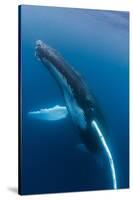 Large humpback whale ascends through the clear blue of the Silver Bank, Dominican Republic-James White-Stretched Canvas