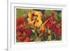 Large Indian Cress-null-Framed Art Print