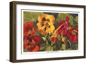 Large Indian Cress-null-Framed Art Print