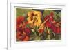 Large Indian Cress-null-Framed Premium Giclee Print