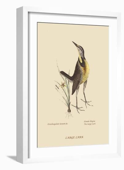 Large Lark-Mark Catesby-Framed Art Print