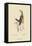 Large Lark-Mark Catesby-Framed Stretched Canvas