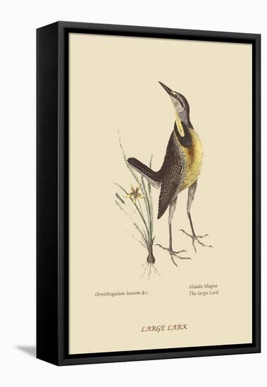 Large Lark-Mark Catesby-Framed Stretched Canvas