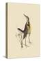 Large Lark-Mark Catesby-Stretched Canvas