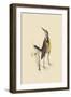 Large Lark-Mark Catesby-Framed Art Print