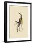 Large Lark-Mark Catesby-Framed Art Print