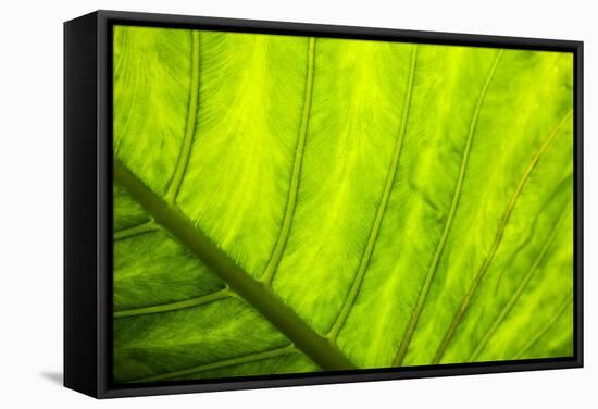 Large Leaf of Banana Plant-Terry Eggers-Framed Stretched Canvas