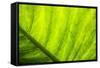 Large Leaf of Banana Plant-Terry Eggers-Framed Stretched Canvas