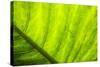 Large Leaf of Banana Plant-Terry Eggers-Stretched Canvas