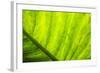 Large Leaf of Banana Plant-Terry Eggers-Framed Photographic Print