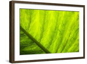 Large Leaf of Banana Plant-Terry Eggers-Framed Photographic Print