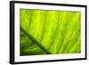 Large Leaf of Banana Plant-Terry Eggers-Framed Photographic Print