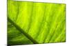 Large Leaf of Banana Plant-Terry Eggers-Mounted Photographic Print