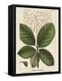 Large Leaved Cotinus-John Silva-Framed Stretched Canvas