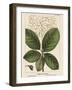 Large Leaved Cotinus-John Silva-Framed Art Print