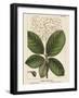 Large Leaved Cotinus-John Silva-Framed Art Print