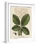 Large Leaved Cotinus-John Silva-Framed Art Print