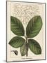 Large Leaved Cotinus-John Silva-Mounted Art Print