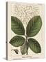 Large Leaved Cotinus-John Silva-Stretched Canvas