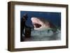 Large Lemon Shark Attacking-null-Framed Art Print