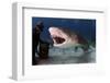 Large Lemon Shark Attacking-null-Framed Art Print