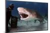 Large Lemon Shark Attacking-null-Mounted Art Print