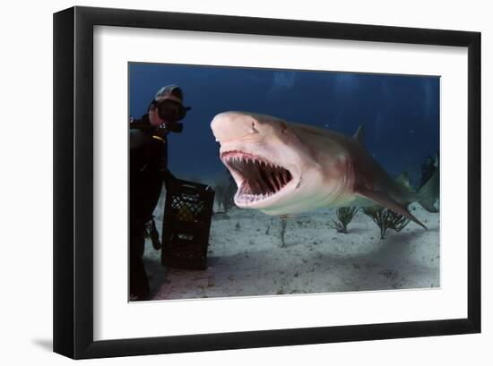 Large Lemon Shark Attacking-null-Framed Art Print