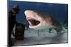 Large Lemon Shark Attacking-null-Mounted Art Print