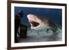 Large Lemon Shark Attacking-null-Framed Art Print