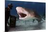 Large Lemon Shark Attacking-null-Mounted Art Print