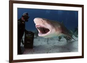 Large Lemon Shark Attacking-null-Framed Art Print