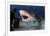 Large Lemon Shark Attacking-null-Framed Art Print